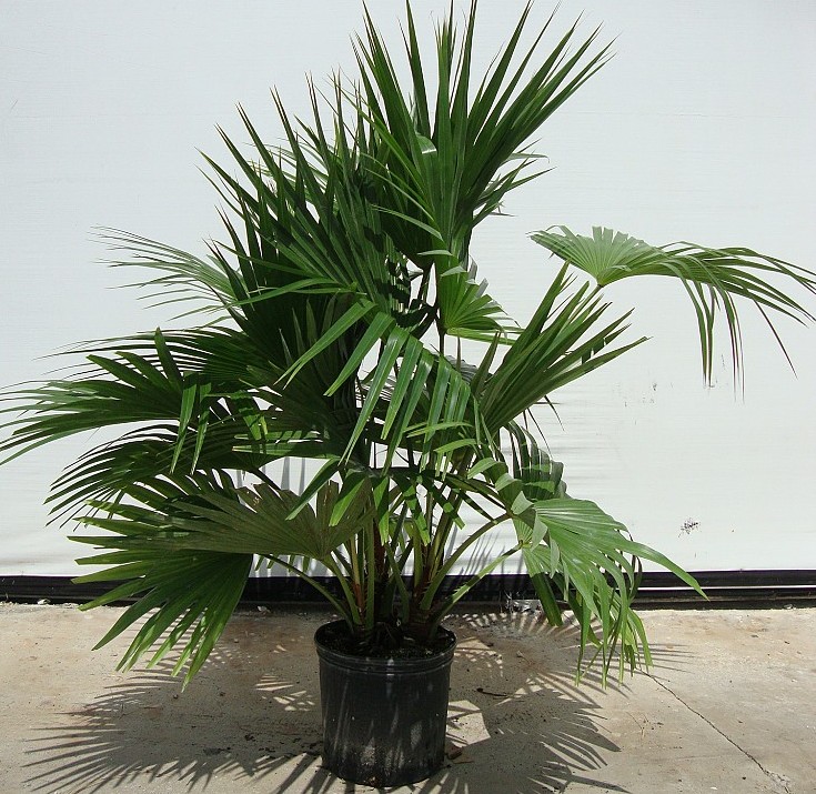 palm fan chinese plant