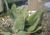 Aloe Striata - 1 gal