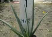Aloe Vera Medicinal Aloe - 1 gal