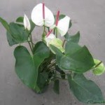 Anthurium Red Hots and White Dots 2