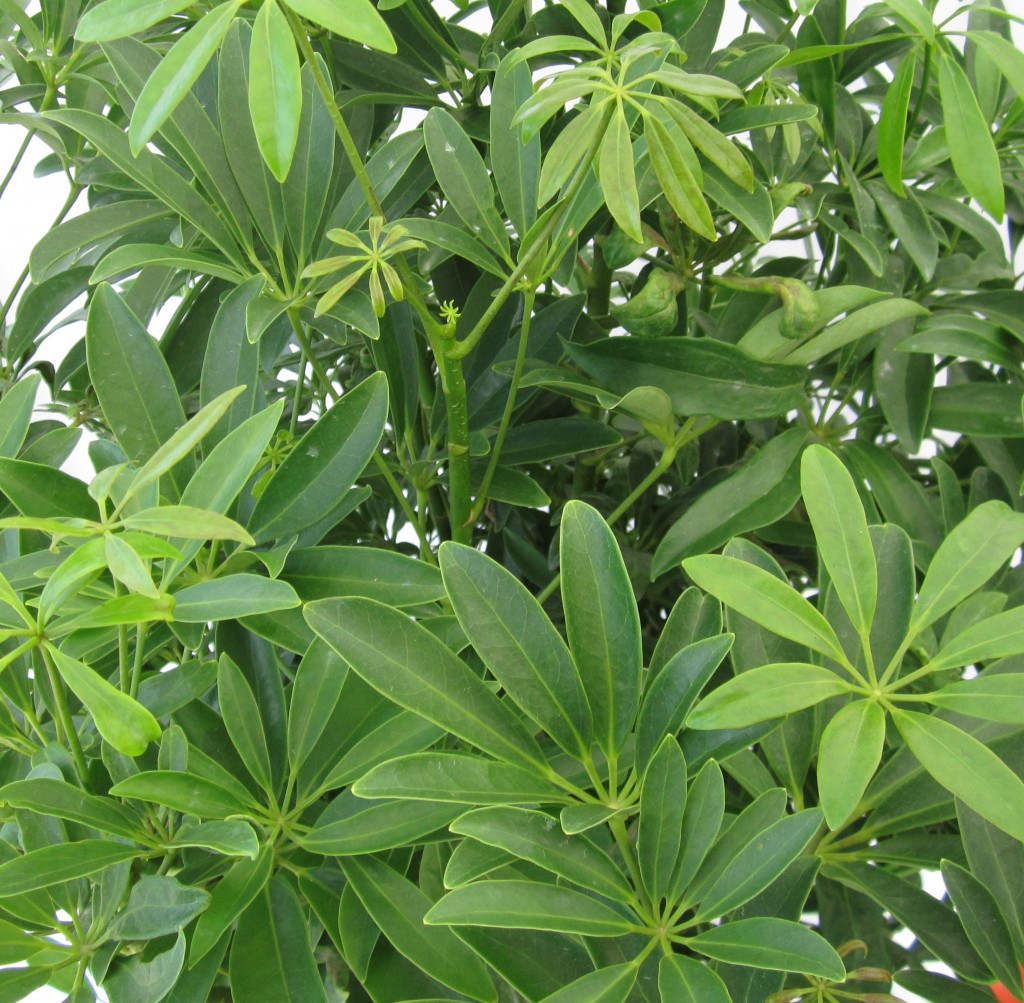 Arboricola Green - Bush - NEW! SPECIAL