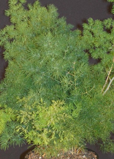 Asparagus Ming Fern