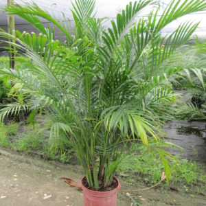 Cataractarum Palm