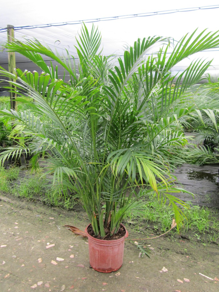 Cataractarum Palm