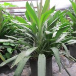Cordyline | Tropical Plants for sale | tropical plants florida ...