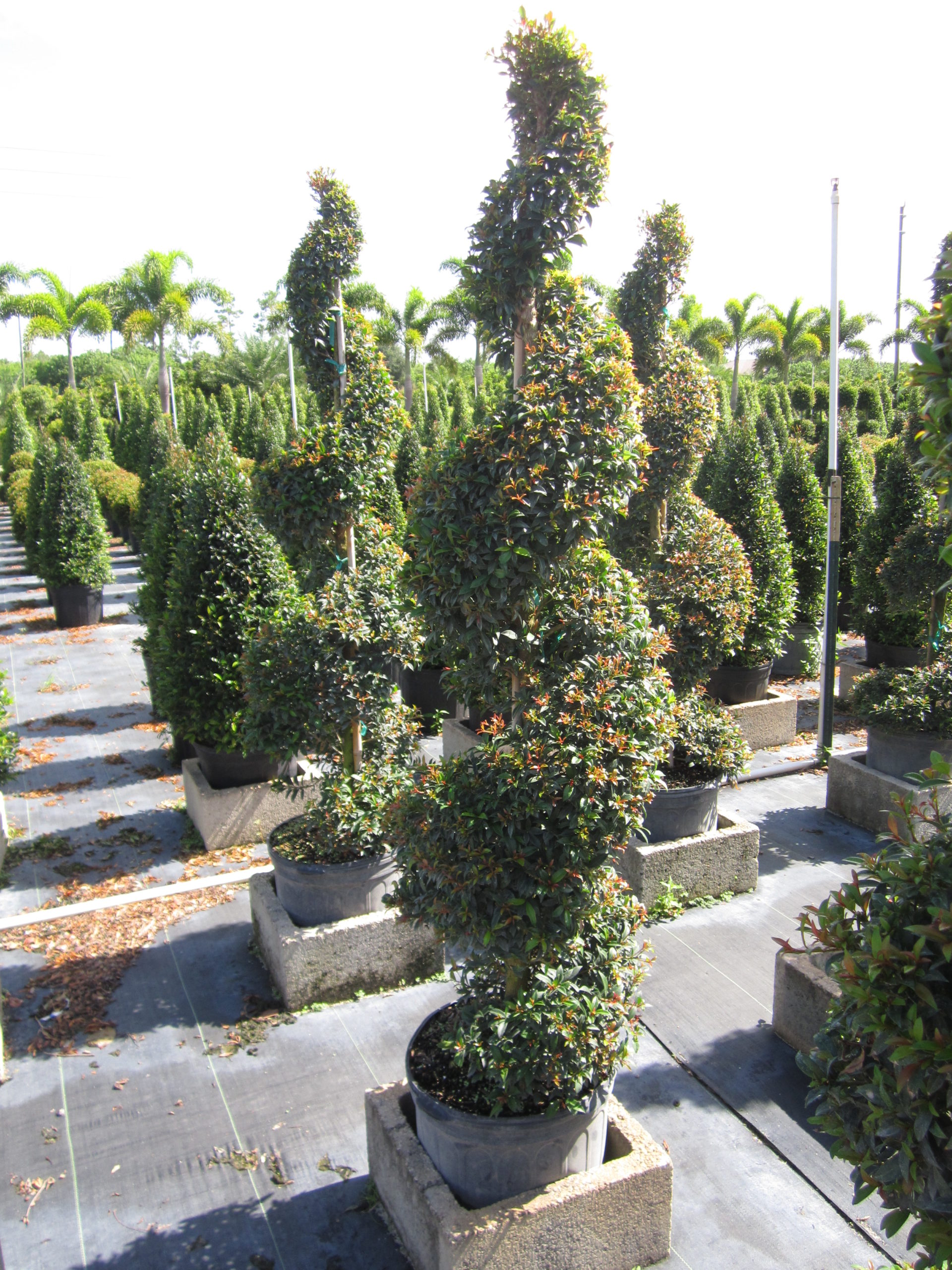 Miami Tropical Plants Tropical Plant Company in Miami