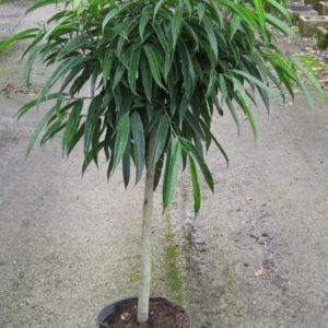 Ficus Alii Standard