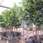 Ficus Lyrata Braided 14 inch