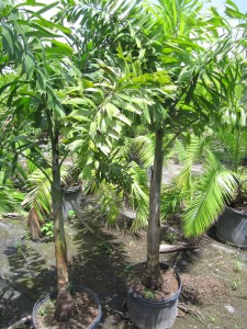 Foxtail Palm 1ppp