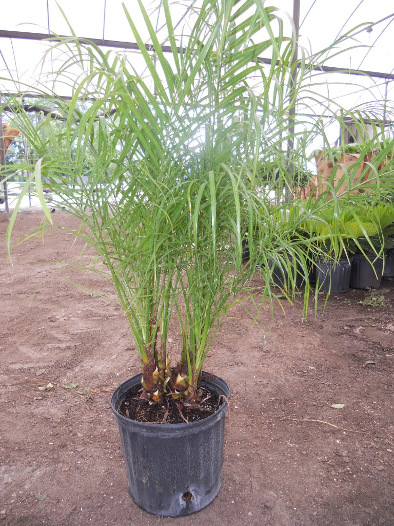 Roebelenii Palm multi