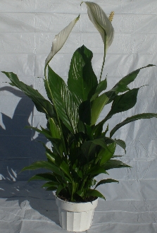 Spathiphyllum Dario
