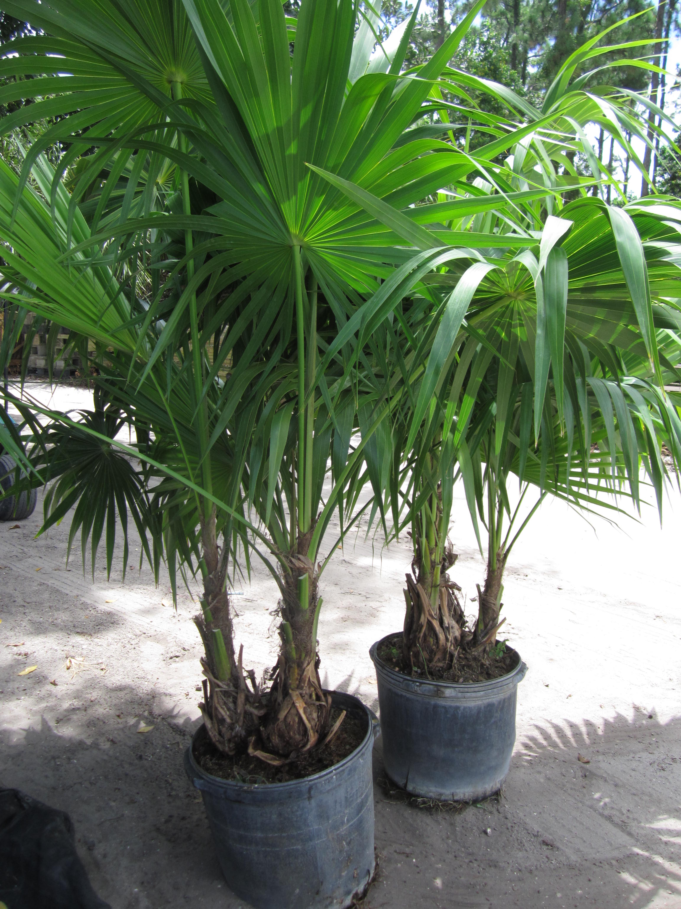 Thatch Palm