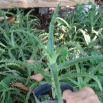 Aloe Aborescens 4 inch pot